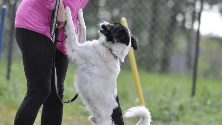 Jak oduczyć psa skakania na gości i cieszyć się spokojem w domu
